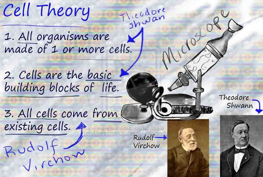 How To Make Cell Theory COOL?