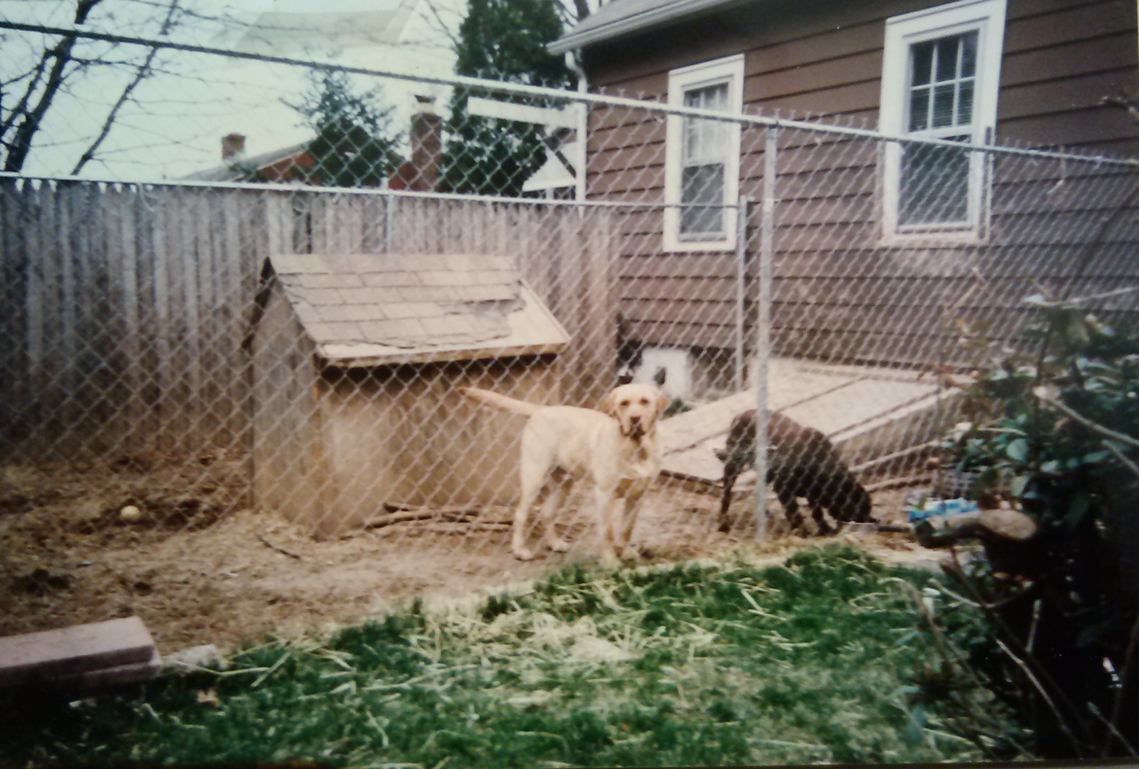 CUTTER and CHEYENNE in their awesome PEN-HOUSE!