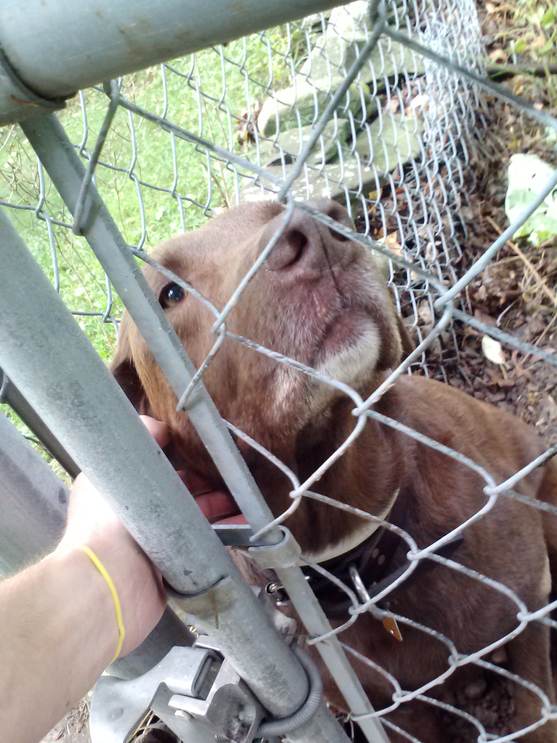 Hooper after we first got him!