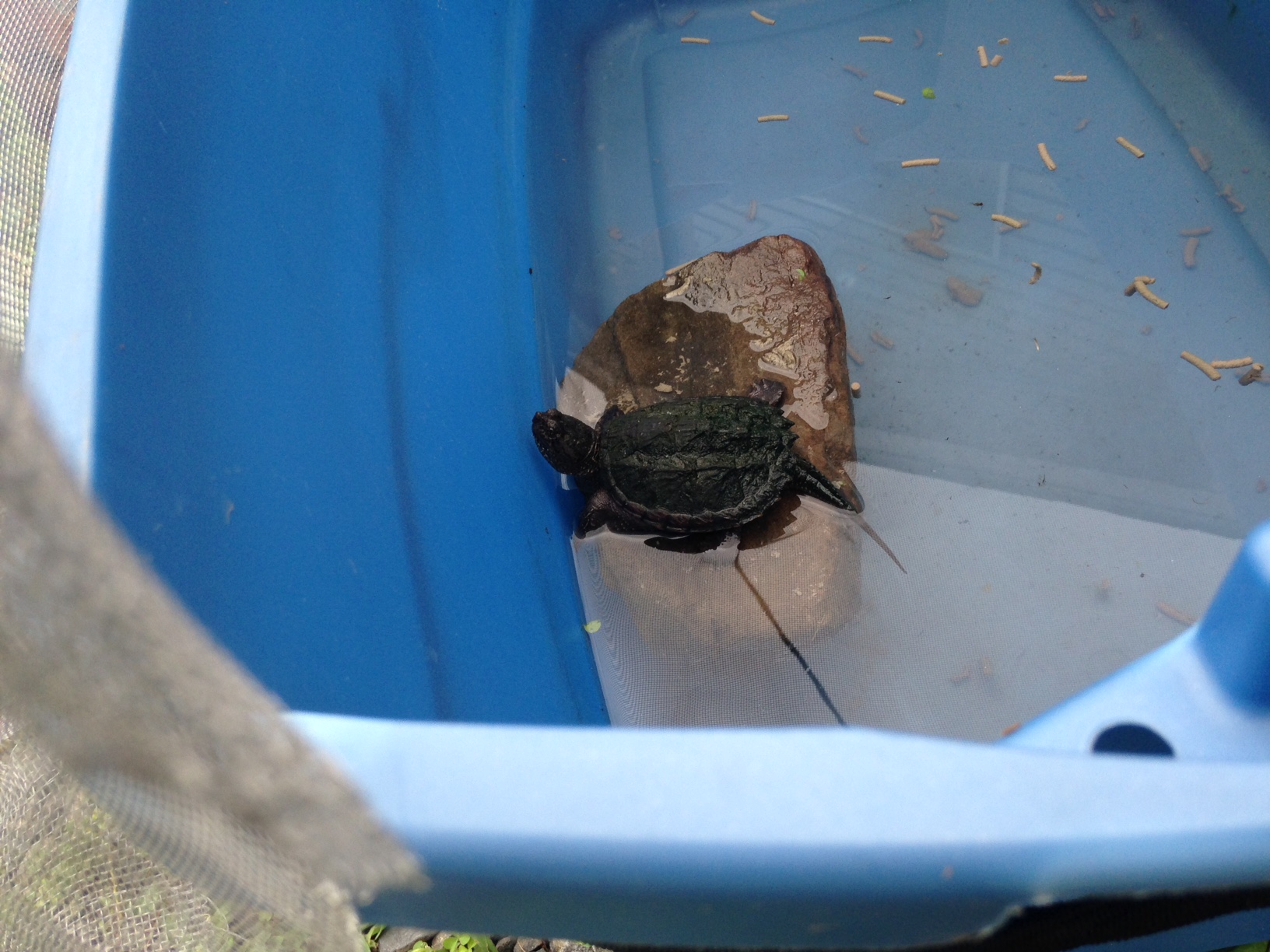 Tokka in His First Bin!