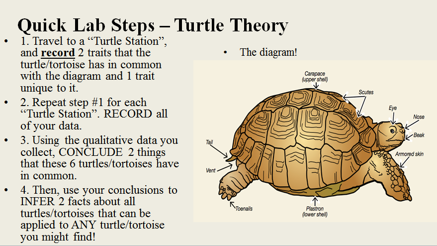 Turtle Theory!