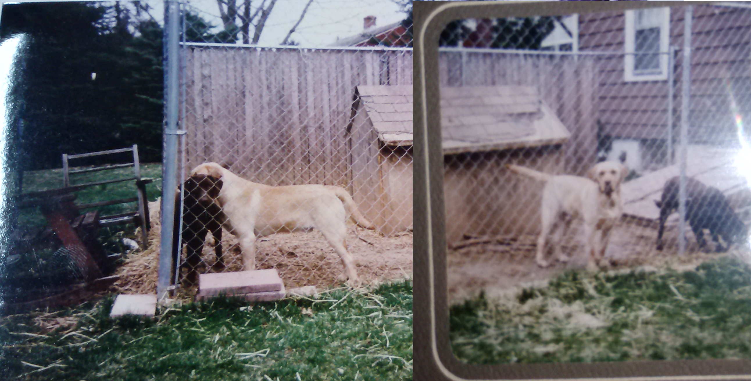 Young Cutter and Cheyenne!